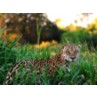 Wild Animals