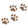 Wild Animals