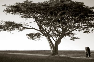 Horse and Tree at Last Light