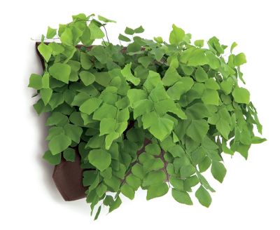 Wally One Pocket Indoor