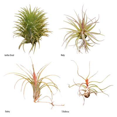 Tillandsias