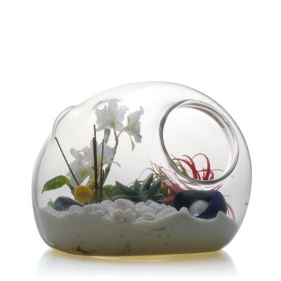 Esque Terrarium