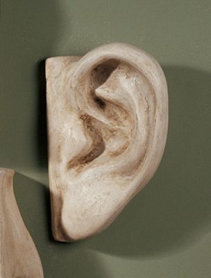 Fragments of David: Ear Sculpture