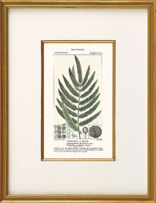 Polypode