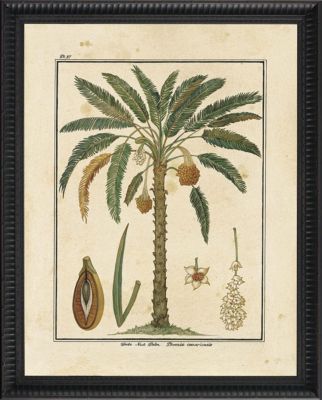 Date Nut Palm