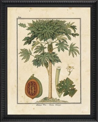 Papaya Tree