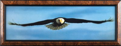 Eagle in Flight Canvas Replica