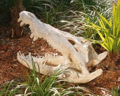 Crocodile Skull Sculptural Artifact