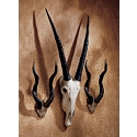 African Wall Trophies -Set Includes: 1 Gemsbok and 2 Kudu-