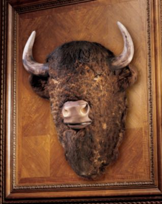 American Buffalo Trophy
