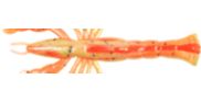 Body close up of Berkley Gulp! Ghost Shrimp in Natural with Sparkle