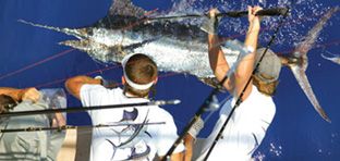 Guy Harvey Men's clothing