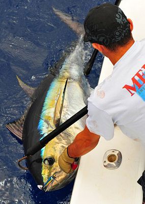 Usando el gancho para capturar el pez  por José Manuel López Pinto Madeira-blog-14-15?op_sharpen=1