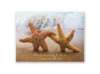 Starfish - Response Postcard