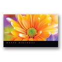 Delightful Daisy Card