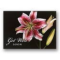Lily Greetings Card