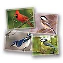 Feathered Friends Mini Card Assortment Pack