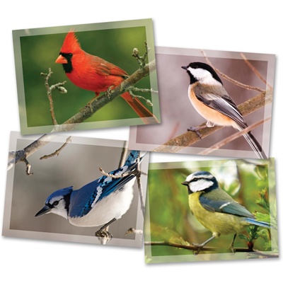 Feathered Friends Mini Card Assortment Pack