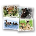 Animal Babies Mini Card Assortment Pack