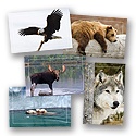 Nature's Wonder All-Occasion Assortment Pack
