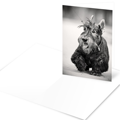 THE GOLDEN TICKET -- BOY PHOTO BIRTH ANNOUNCEMENT, 2in. x 4in. Folded Holiday Card