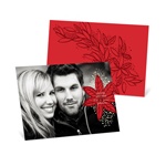 Fresh Poinsettia Horizontal Photo -- Picture Christmas Cards