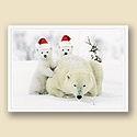 Playful Polar Bears Card
