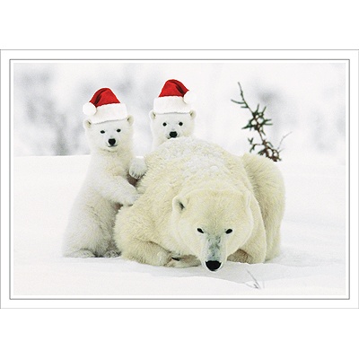 Playful Polar Bears Card