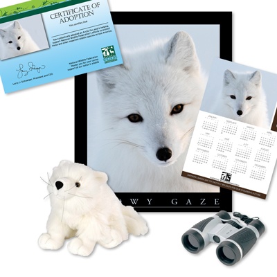 Adopt an Arctic Fox - $100