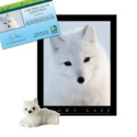 Adopt an Arctic Fox - $30