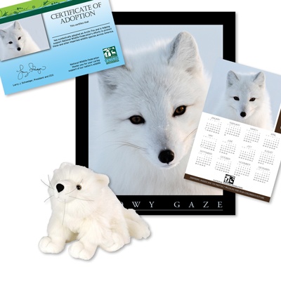 Adopt an Arctic Fox - $50