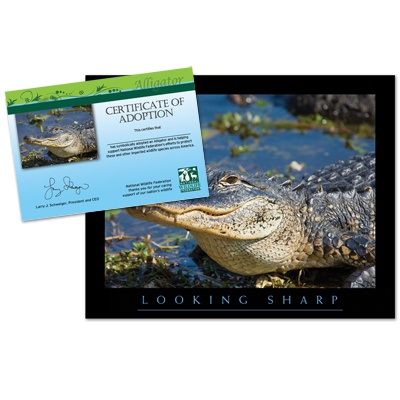 Adopt an Alligator - $20