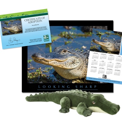 Adopt an Alligator - $50