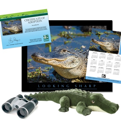Adopt an Alligator - $75
