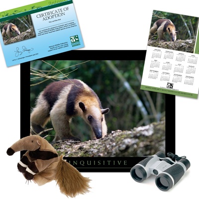 Adopt an Anteater - $100
