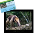 Adopt an Anteater