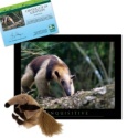 Adopt an Anteater