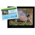 Adopt an Armadillo