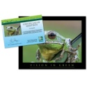 Adopt a Barking Tree Frog - $20