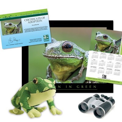 Adopt a Barking Tree Frog - $75