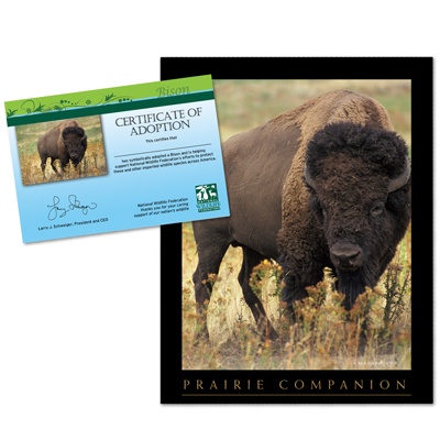 Adopt a Bison - $20