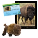 Adopt a Bison