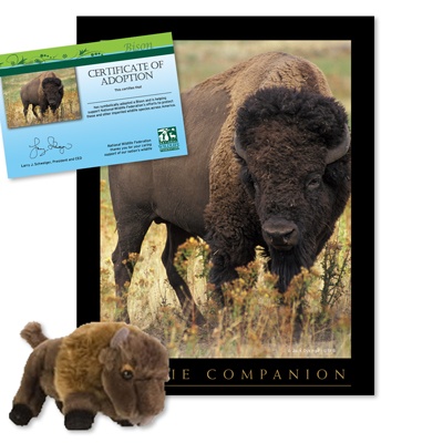 Adopt a Bison - $30