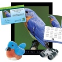 Adopt an Eastern Bluebird - $100