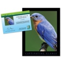 Adopt an Eastern Bluebird - $20