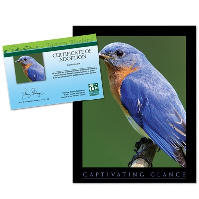 Adopt an Eastern Bluebird - $20