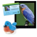 Adopt an Eastern Bluebird - $30