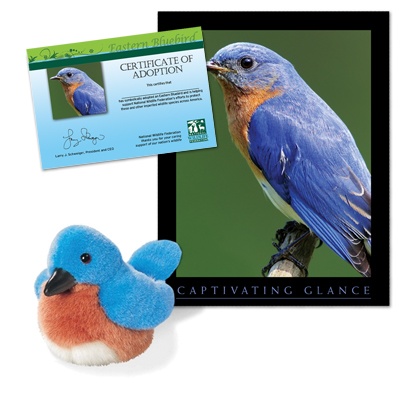 Adopt an Eastern Bluebird - $30