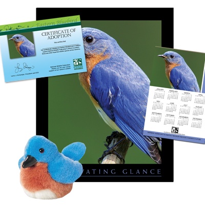 Adopt an Eastern Bluebird - $50