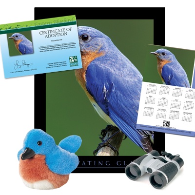 Adopt an Eastern Bluebird - $75